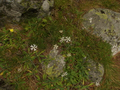 Silene waldsteinii