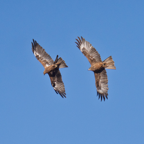 Black Kite