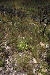 Lichtensteinia trifida