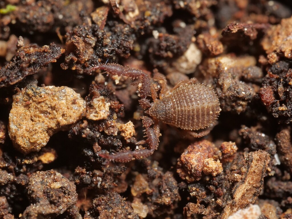 Pseudopilanus