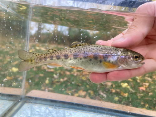 Rainbow Trout