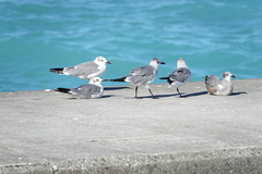 Leucophaeus atricilla