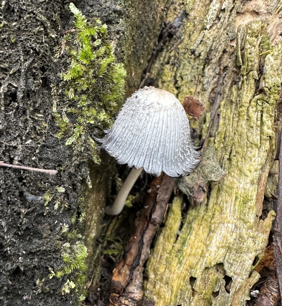 Coprinopsis lagopus · November 2025 · photo: © katrin_simon (iNaturalist, cc-by)