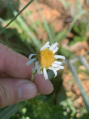 Afroaster peglerae