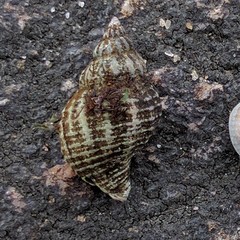 Urosalpinx cinerea image