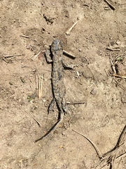 Salamandra salamandra