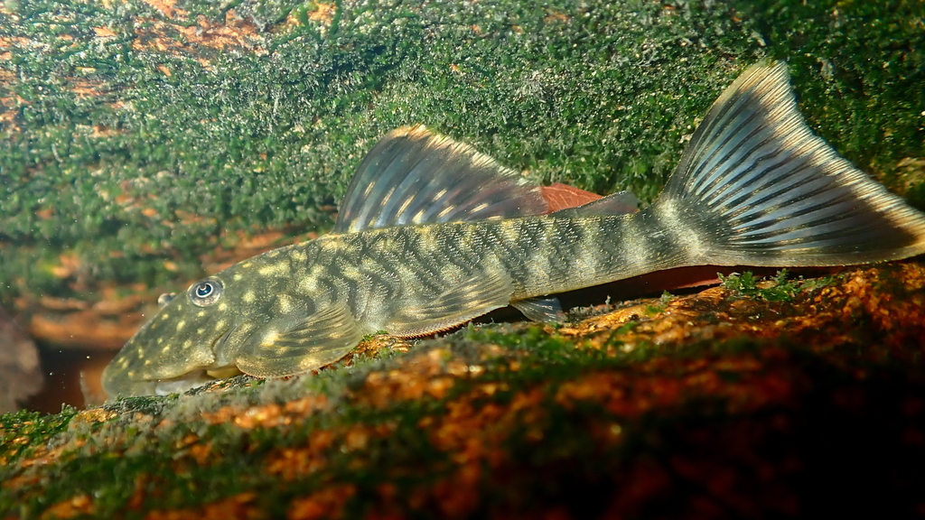 Guyanancistrus