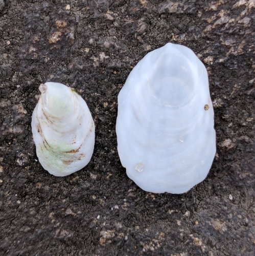 Eastern White Slippersnail
