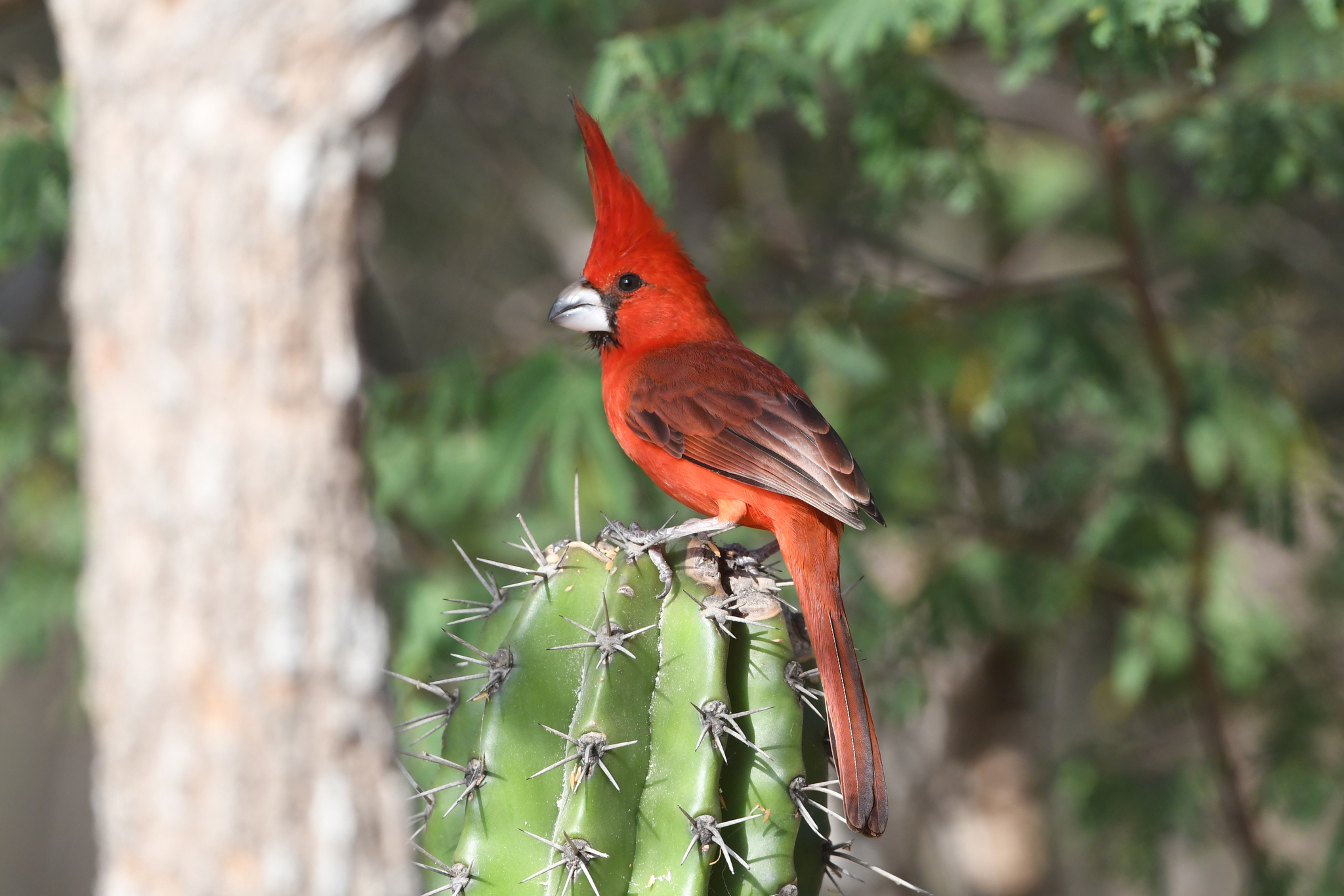 Vermilion Cardinal (Cardinalis phoeniceus), photo 5