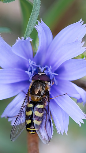 Unknown species found near Provo Bay, Provo, UT 84601, USA