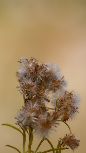 water ragwort (Senecio hydrophilus)