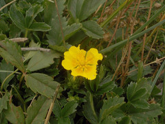 Potentilla ternata