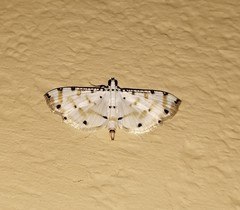Pycnarmon