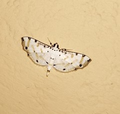 Pycnarmon