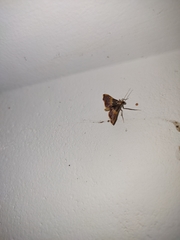 Endotricha mesenterialis