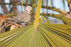 Streptopelia decaocto