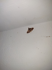 Endotricha mesenterialis