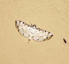 Pycnarmon
