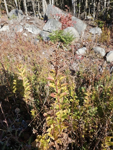 Elliott's goldenrod (Solidago latissimifolia)
