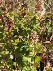 Solidago latissimifolia, photograph (c) Mike Zifkin, some rights reserved (CC BY)