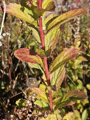 Solidago latissimifolia, photograph (c) Mike Zifkin, some rights reserved (CC BY)