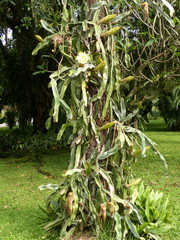 Selenicereus costaricensis