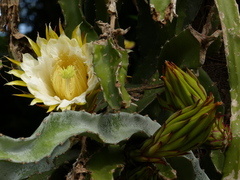 Selenicereus costaricensis