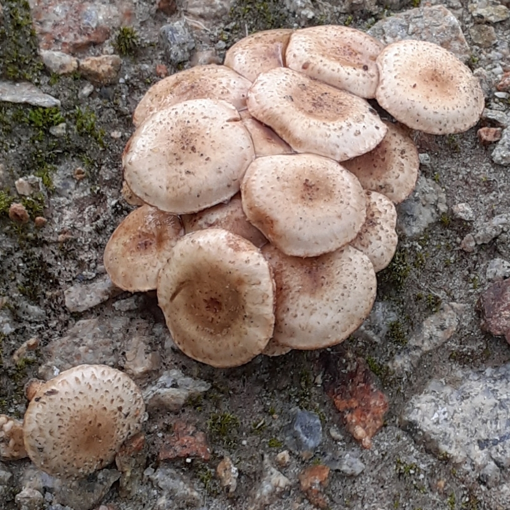 Pholiota gummosa · November 2025 · photo: © bogsuckers (iNaturalist, cc-by)