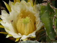 Selenicereus costaricensis