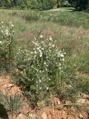 Clematis villosa stanleyi