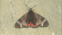 Dysschema leucophaea