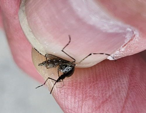 Unknown species found near Grand Isle, LA, USA