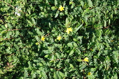 Tribulus cistoides