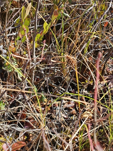 button sedge (Carex bullata)