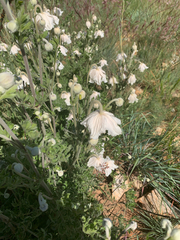 Clematis villosa stanleyi