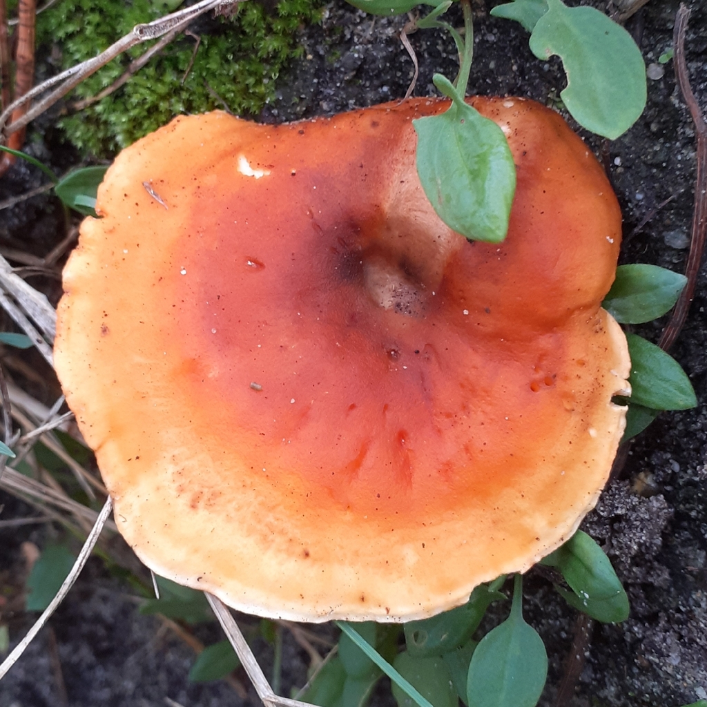 Hygrophoropsis aurantiaca · November 2025 · photo: © bogsuckers (iNaturalist, cc-by)