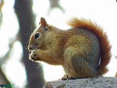 Sciurus anomalus