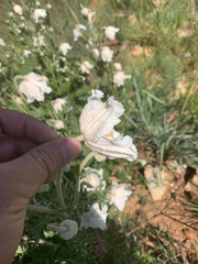 Clematis villosa stanleyi