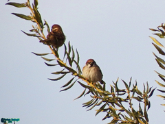 Passer montanus