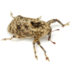 Episcirrus brachialis