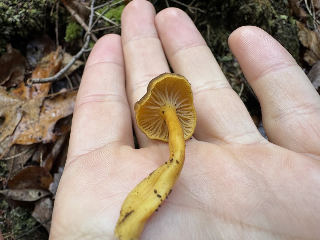Craterellus tubaeformis · November 2025 · photo: © siphonophoreslinger (iNaturalist, cc-by)