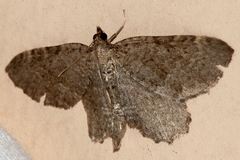 Philereme vetulata