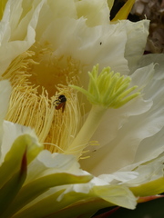 Selenicereus costaricensis