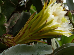 Selenicereus costaricensis