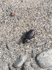 Actenonyx bembidioides