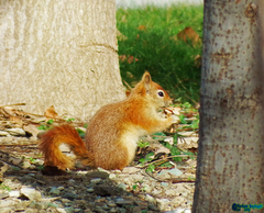 Sciurus anomalus