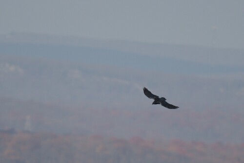 Common Raven photographed in Pennsylvania
