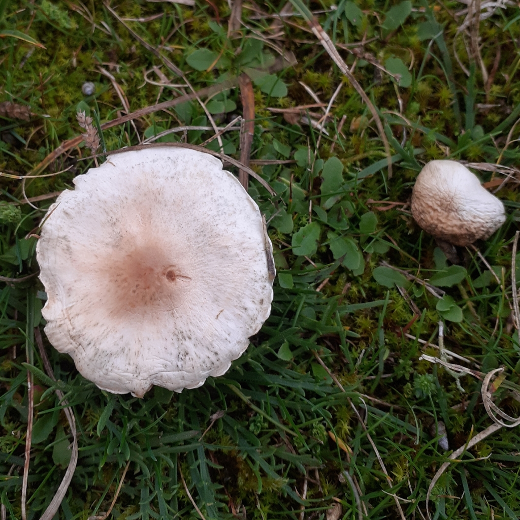 Lepiota erminea · November 2025 · photo: © bogsuckers (iNaturalist, cc-by)