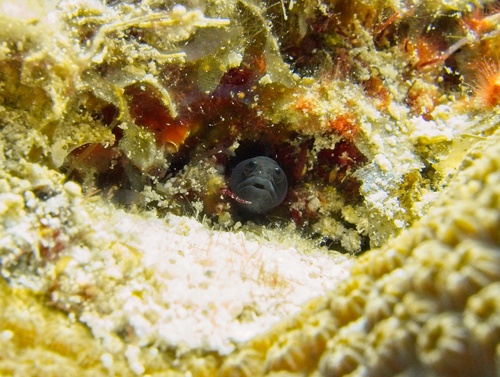 Photo of Bahama blenny (Emblemariopsis bahamensis)