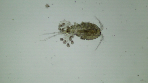 Acanthocyclops vernalis vernalis